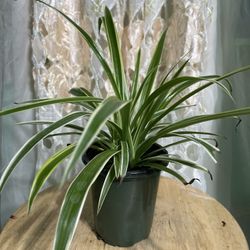 Spider 🕷️ Plant 🌱 