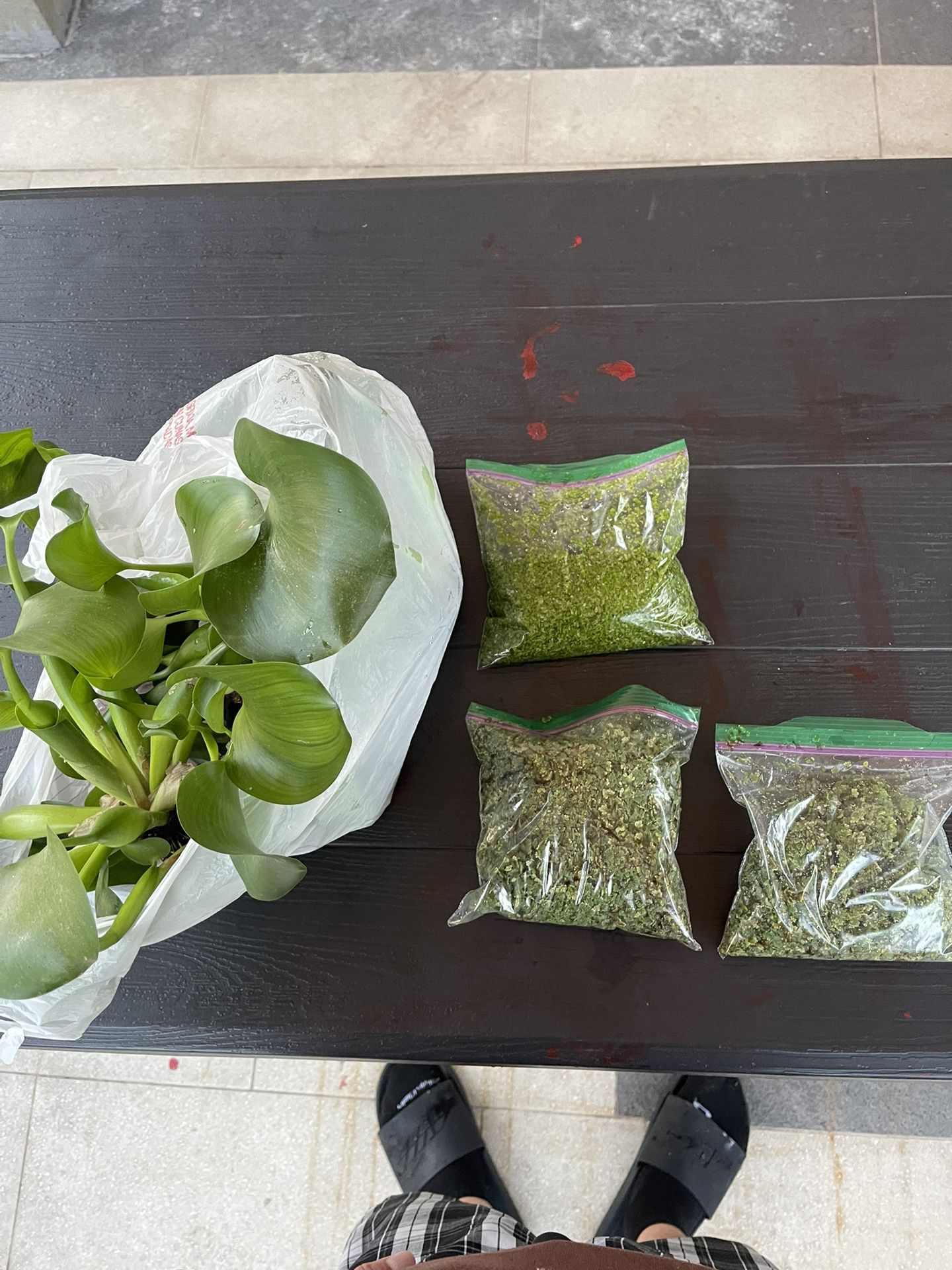 Floating Plant Pack Mini