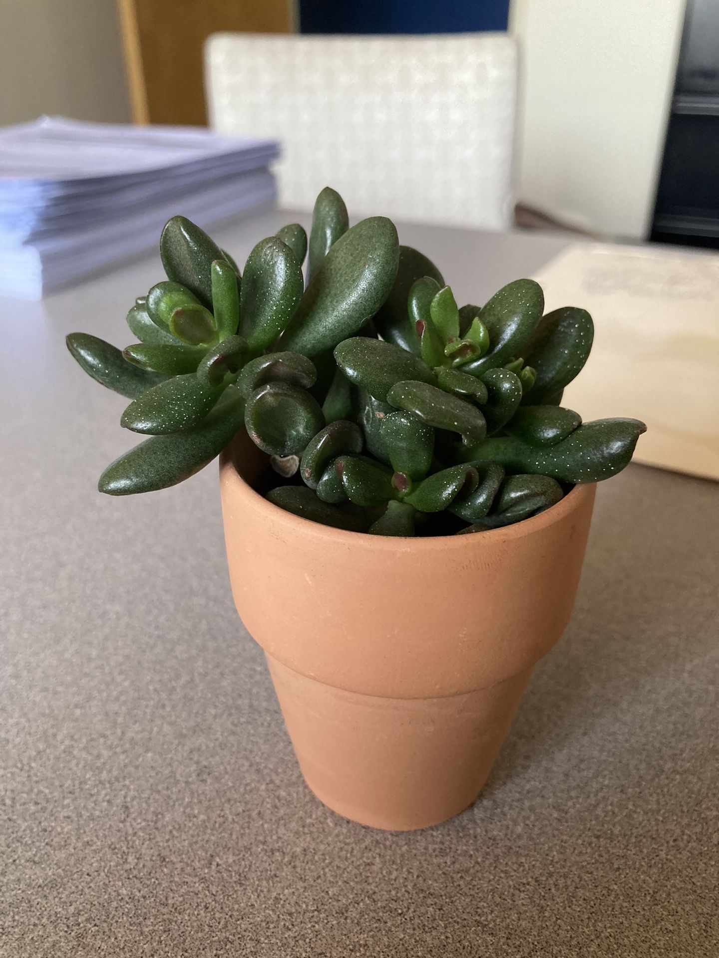 Small Succulent In Pot