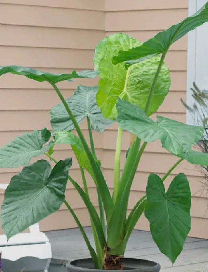 Elephant Ear Plants