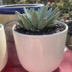 Succulent In Ceramic Pot One Plant $10