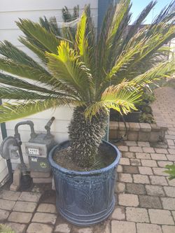 Large Sago Palm In Large Glazed Ceramic Pot. 