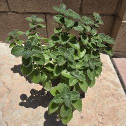Plant De Vicks Medesinal 