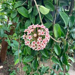 10” Inches Hanging Pot Hoya Plant. Picture Taken 6/10/24
