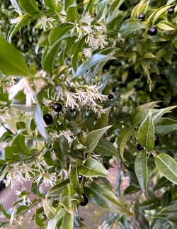 Sarcocicca beautiful fragrant perennial plant, bushy evergreen shrub.