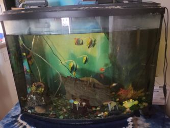 Bowfront Aquarium