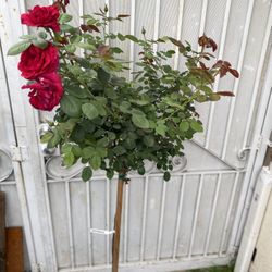 Rose Tree Staked Plant, 6 Feet Tall In 5 Gallons Pot Pick Up Only 