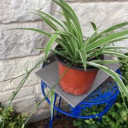 Spider Plant 