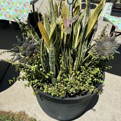 Succulent Arrangement 