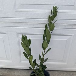 Bay Leave  Laurus Herb Plant, In 1 Gallón Pot Pick Up Only