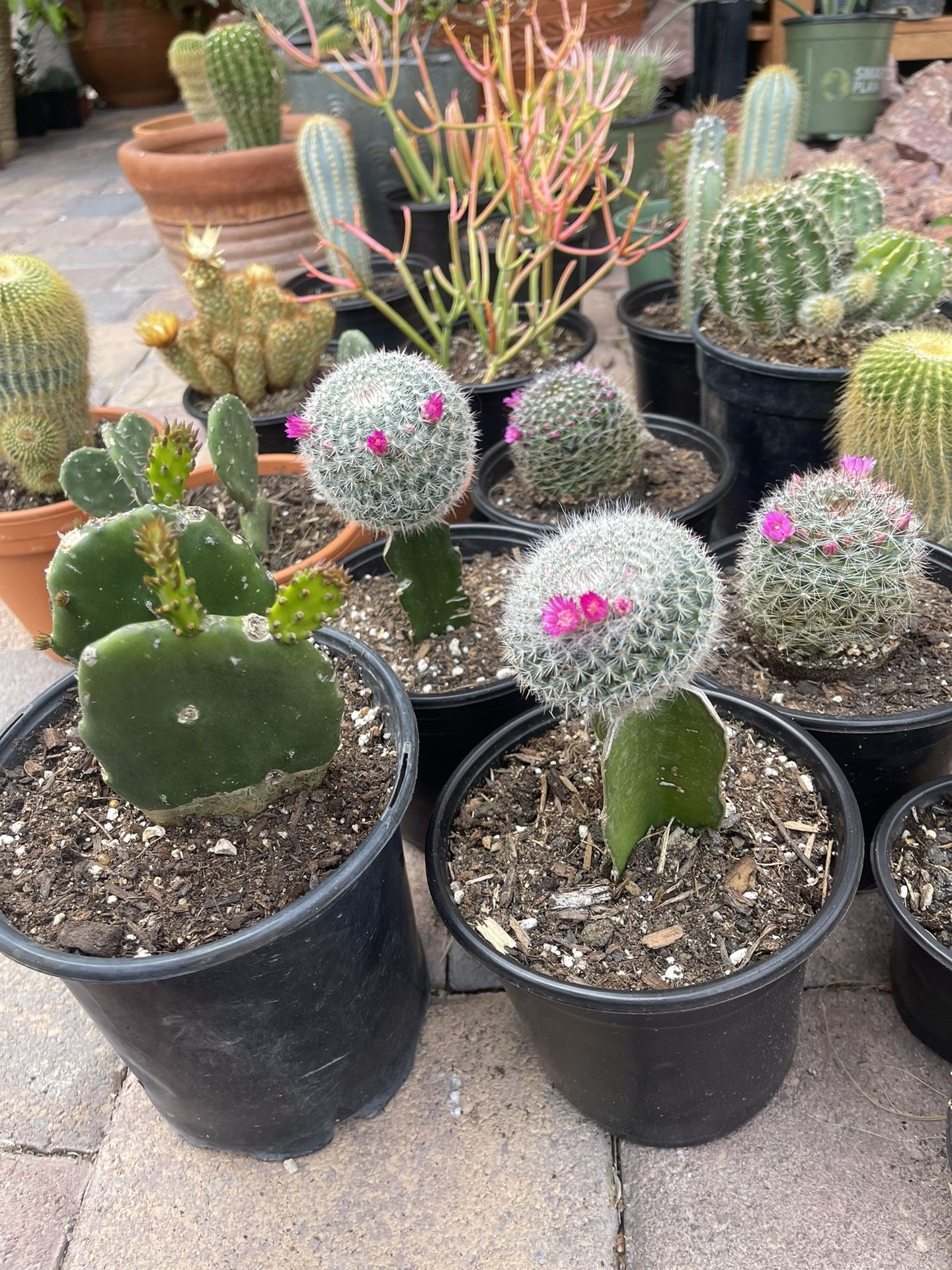 Various Flowering Cactus In 6inch Pot