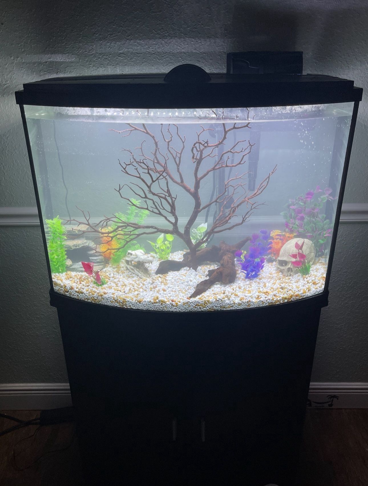 40 Gallon Fish Tank