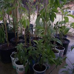 Avocado Trees - Hass - $20-$40