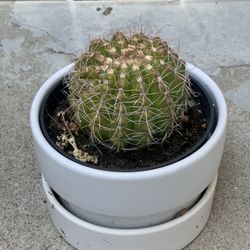 Barrel Cactus in White Ceramic Pot  Cash Only  Location: located close to Shell gas station 1601 North Capitol Ave, San Jose 95132  Pick up By appoint