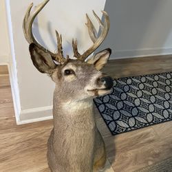 deer head taxidermy on wall