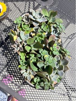 Cactus plant