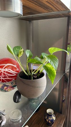 Pathos Started $10.00