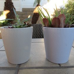 Set Of Blue/ Purple & Gray Print Garden Pots With Succulents