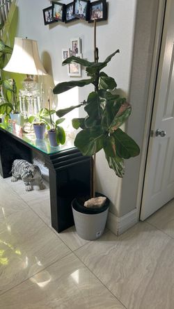 Plants ficus lyrata(35each)