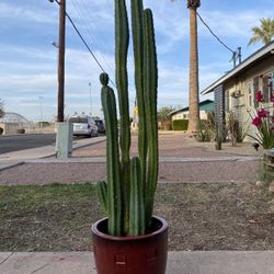 Tall Skinny San Pedro Cactus 