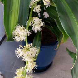 Fragant House Plant Dracaena Low Maintain 