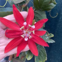 Passion Fruit Climbing Plant, Is A Decoration Flowering Plant,  5 Feet Tall Pick Up Only 
