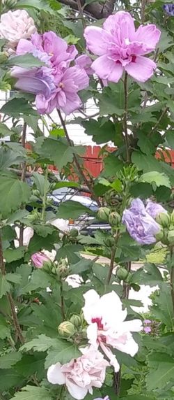 Rose of Sharon plants tree. Check last pick please. Each$8-$20. Porch pick up only.