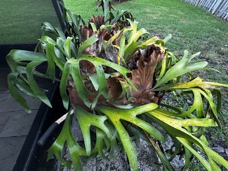 Two Giant Stag Horn Plants - Give Me Your Best Offer 