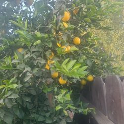 Mayers Lemons Forsale   7  For $1