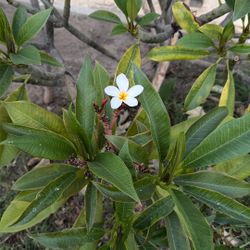 plumerias 