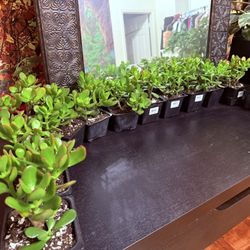 🌿—a symbol of prosperity ❤️LUCKY Jade/GUD LUCK Plant👉PLS READ DESCRIPTION❤️Height 8”