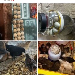 Incubate Eggs+ Eggs+ Chicks For Sale