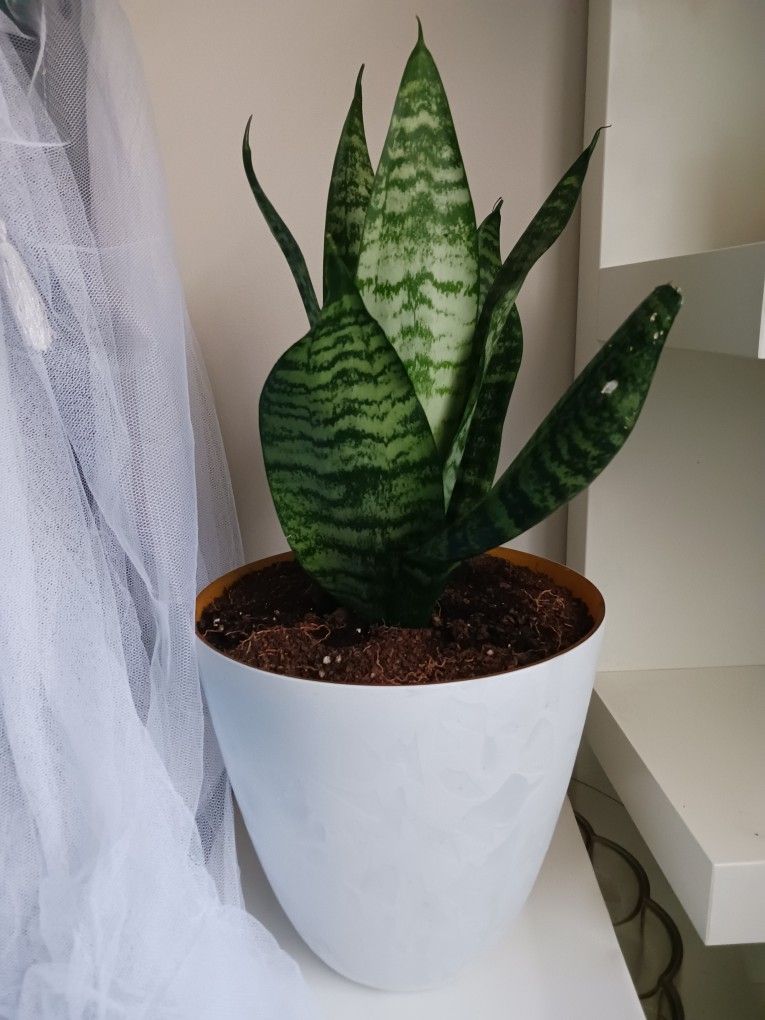 Snake Plant, Succulents, And Pothos! Delivery Available!