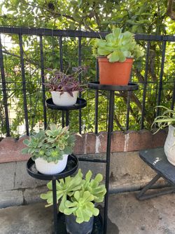 Plant 6 Dollar For Each 