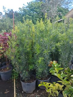 Podocarpus Hedges 7gl 4-4.5ft