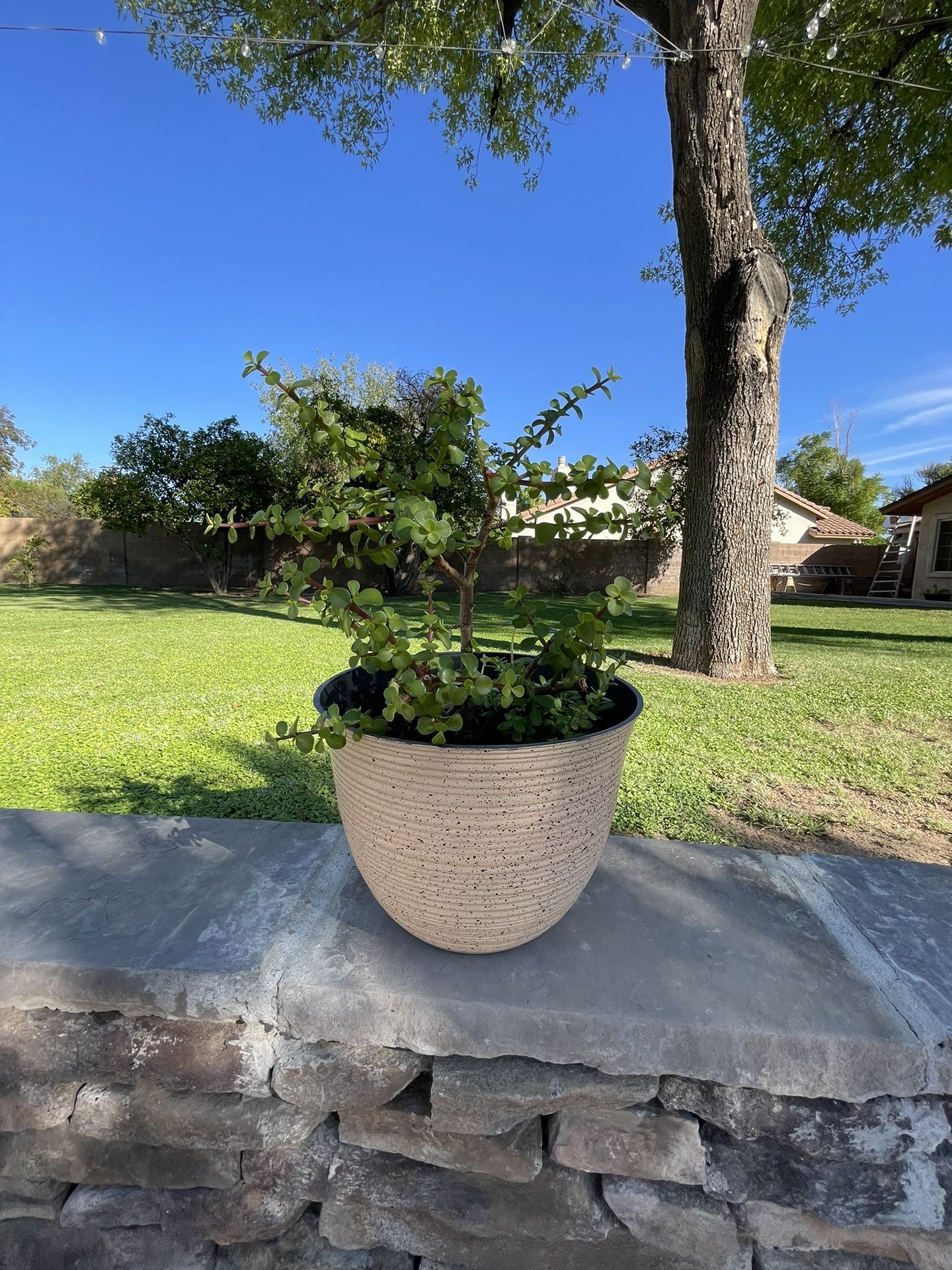 Portulacaria Afra Elephant Food Plant
