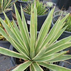 Agave Agustifolia Variegated