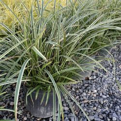 Ice Dance - Carex Japanese Sedge