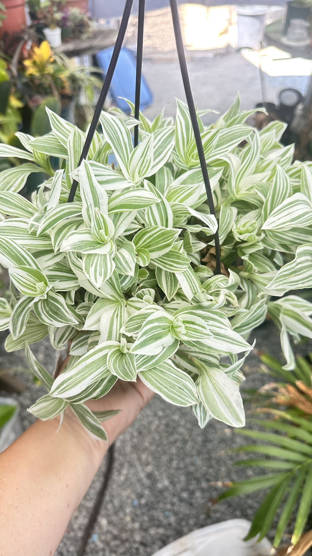 Tradescantia Pistachio White 6” Hanging Pot 