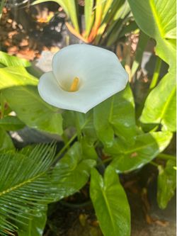 Lily plant
