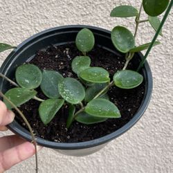 Beautiful Hoya Mathilde Plant 6” Pot