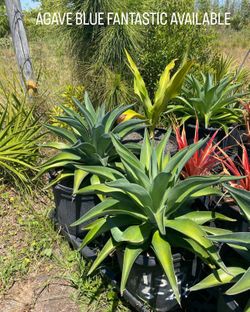 AGAVE BLUE FANTASTIC IN  7Gallons