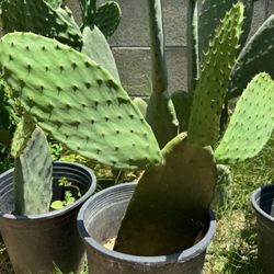Cactus (Nopal) Plant Around 24” 