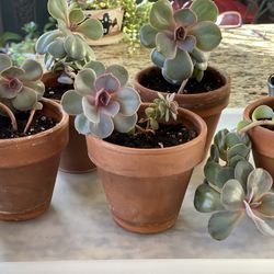 Succulents in clay pots