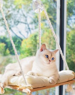 Cat window perch/hammock
