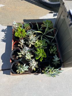 Plants $3 each