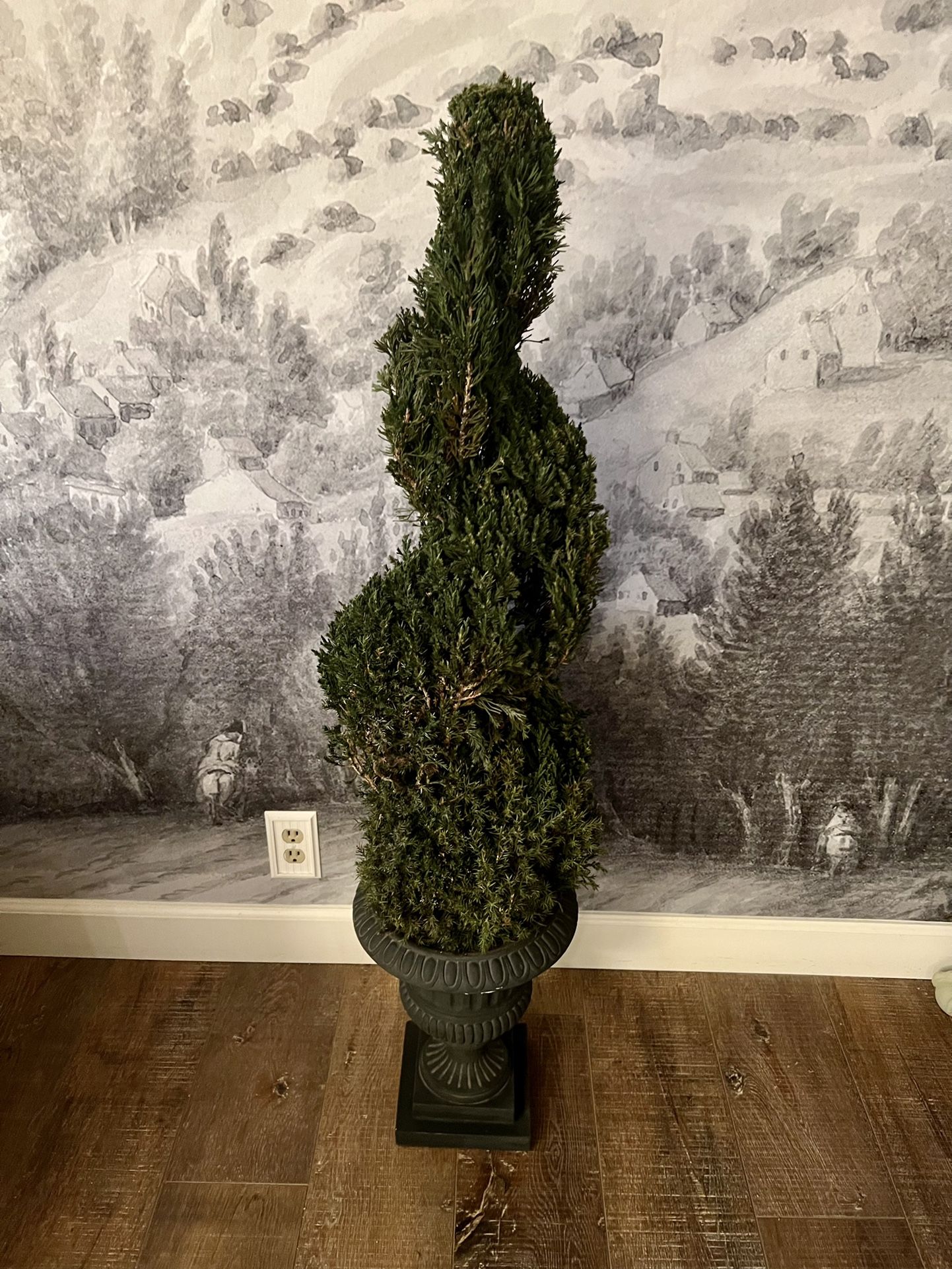 Preserved Spiral Topiary 