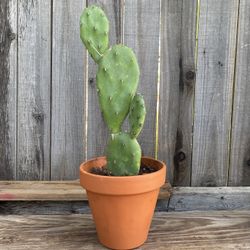Prickly Pear Cactus Plant 