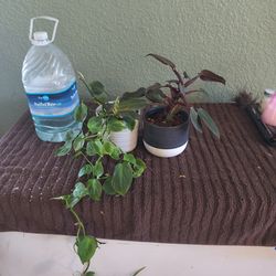 Pink princess and Campo together