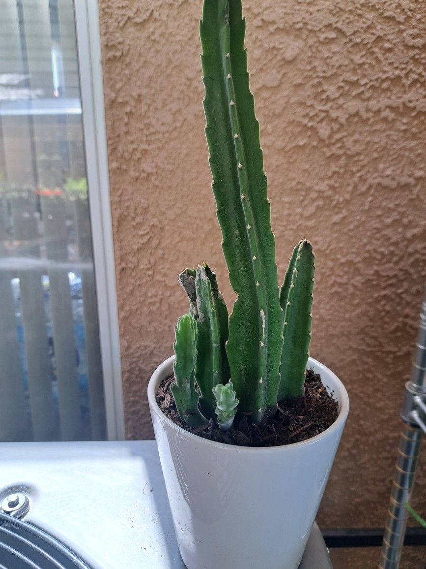 Stapelia Gigantea